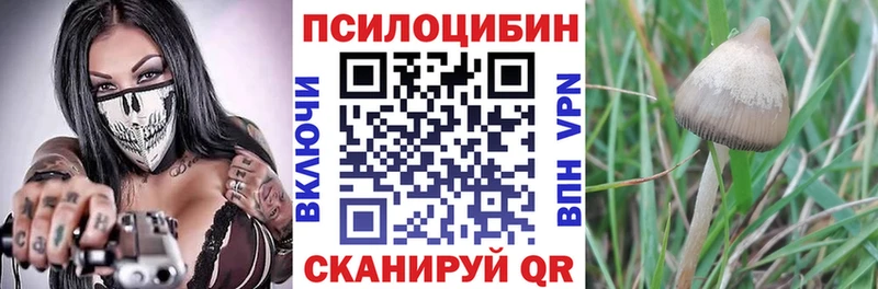 купить  цена  Черногорск  Псилоцибиновые грибы Cubensis 
